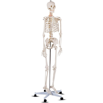 Esqueleto Humano Preço